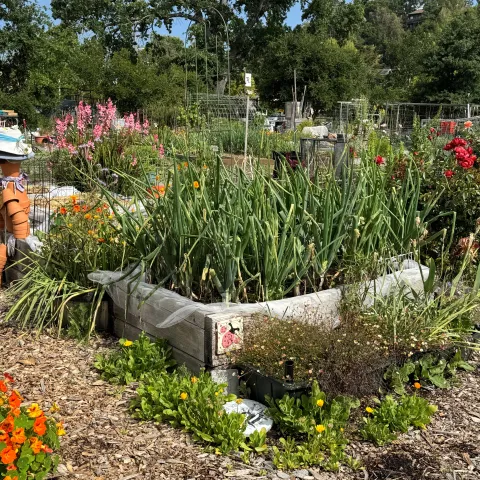 community garden with raised beds