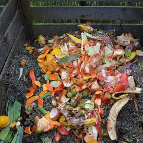 compost pile with food scraps and organic material