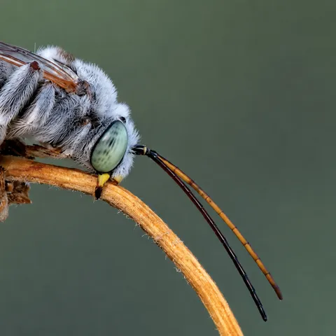 Cover of Bee Genera of North and Central America