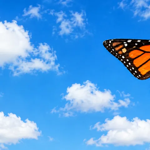 monarch in flight, fluffy white clouds. (Photo by Kathy Keatley Garvey)