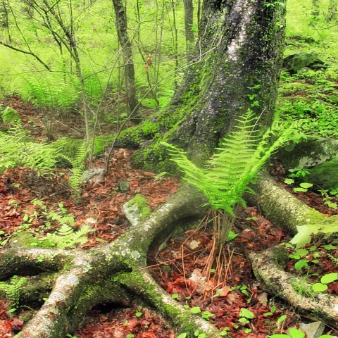 lush forest floor covered in duff, leaves, and low-growing plants