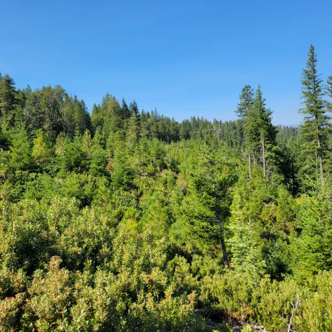 Picture of a forest