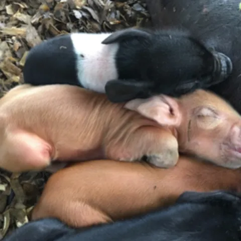 four multicolored piglets sleeping close to each other