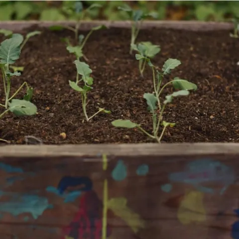 garden bed planted with broccoli seedlings