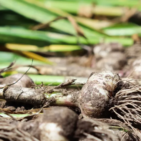 Photo of Garlic with soil still on it in a garden.