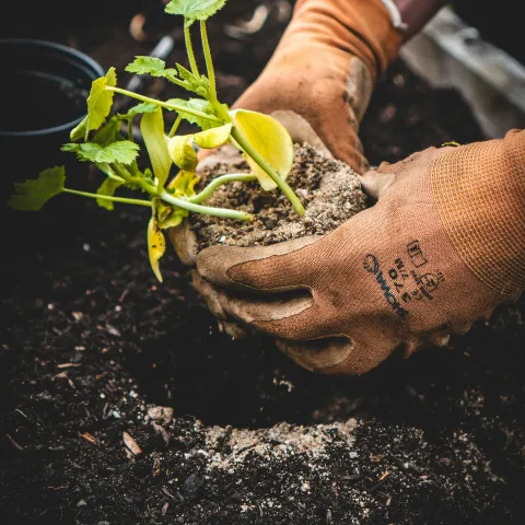 gloved hands holding a seedling in a clump of soil