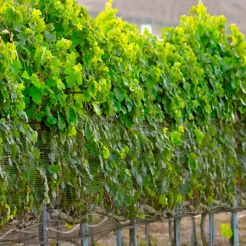 grape vines