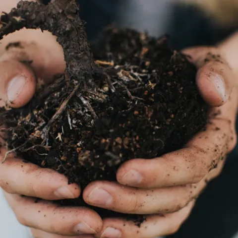 hands holding dark soil