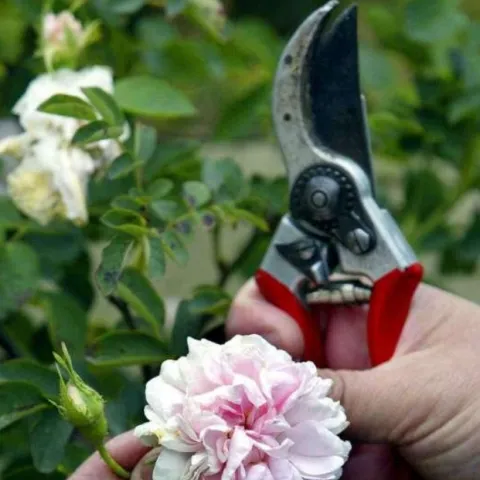 hands holding pruners and a rose bush