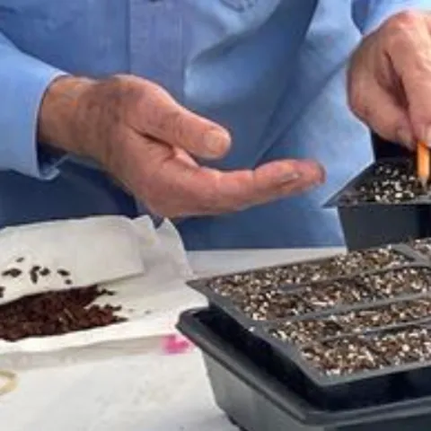 hands planting seeds in trays of soil