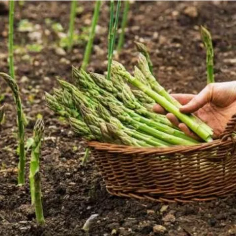 harvested asparagus in a basket next to asparagus growing out of the ground