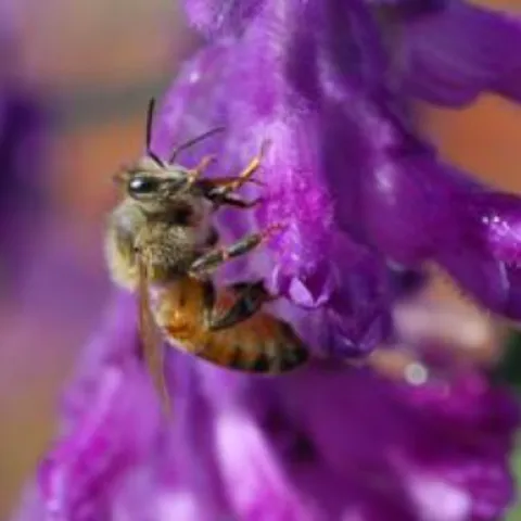 honeybee pollinating a purple salvia flower