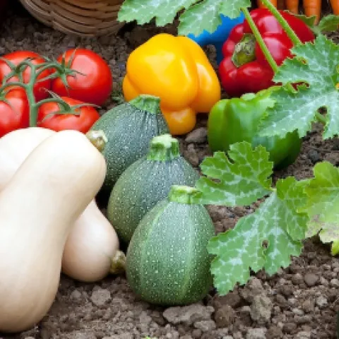 Farmer's Market