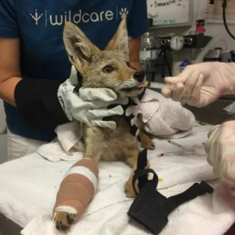 injured coyote being treated at a veterinarian