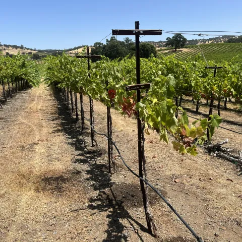 a row of grape vines with drip hoses strung about halfway between the ground and the leaves