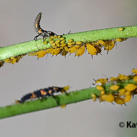 Lady beetle larvae eating aphids. (Photo by Kathy Keatley Garvey)