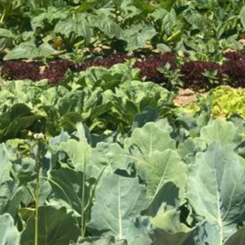 lettuce, kale, and collard plants in the ground