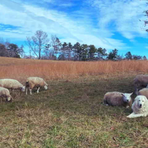 livestock protection dog watching over a flock of sheep