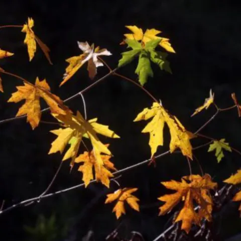 multicolored autumn leaves on branches