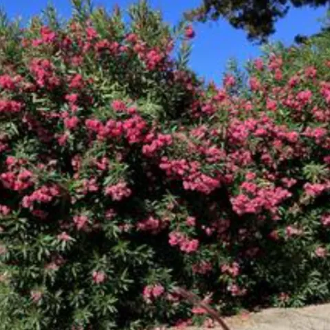 oleander bush with pink flowers blooming