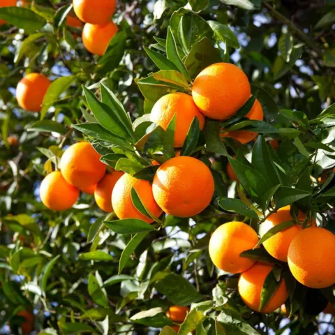 oranges growing on an orange tree