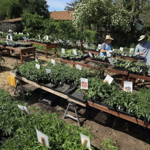 people working at a plant sale