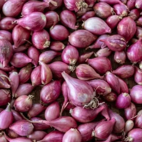 pile of harvested purple shallots