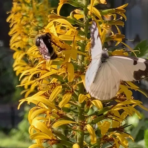 Pine White Butterfly with bat faced bumble bee on yellow flowers
