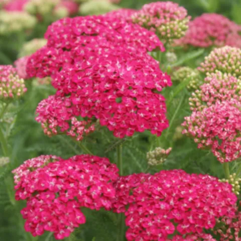 pink blossoms of Achillea or Yarrow
