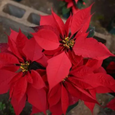 poinsettia euphorbia pulcherrima