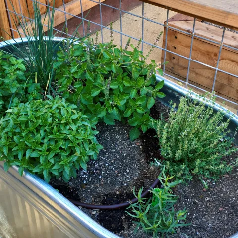 Herbs plated in a water trough with drip irrigation