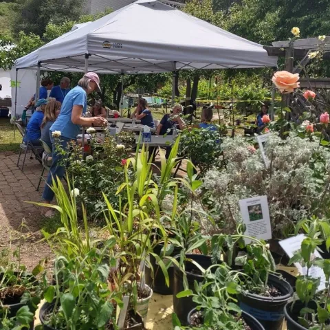 Photo of a plant sale with a variety of lilies, rosemary and roses. Volunteers in blue shirts stand under a pop-up sun shade.