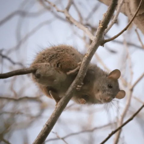 adult roof rat in tree