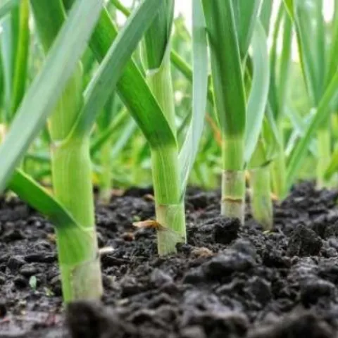 rows of garlic plants planted in the ground