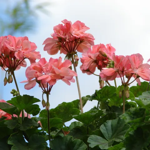 salmon colored pelargonium blossoms