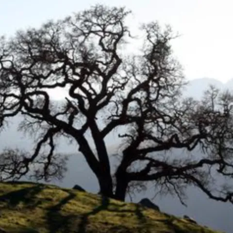 silhouette of a valley oak on a foggy hillside