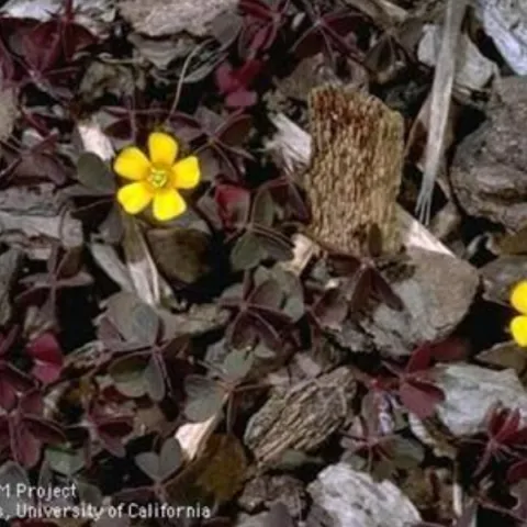 small yellow flowers of non-native oxalis