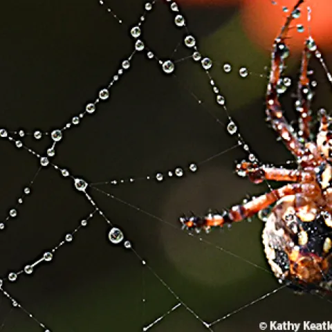 Orb weaver constructing its web. (Photo by Kathy Keatley Garvey)