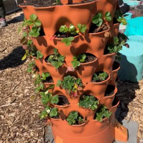 strawberry pot planted with strawberry plants
