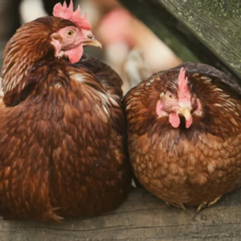 two brown hens roosting on a wooden eave