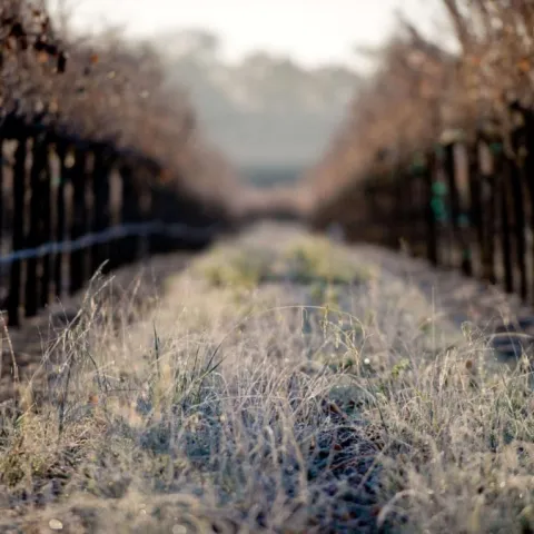 vineyard row with frost on the ground in between grape vines