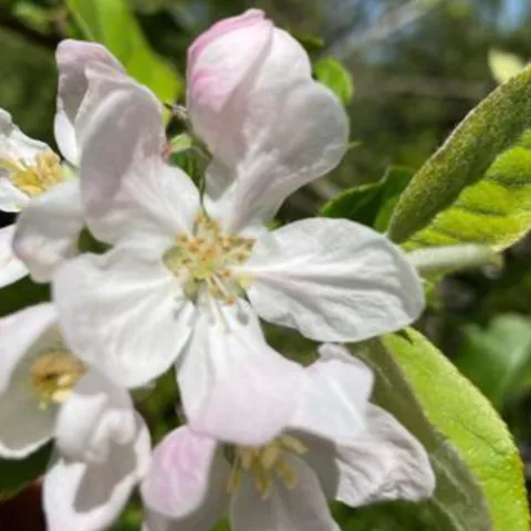 white and pink apple blossoms