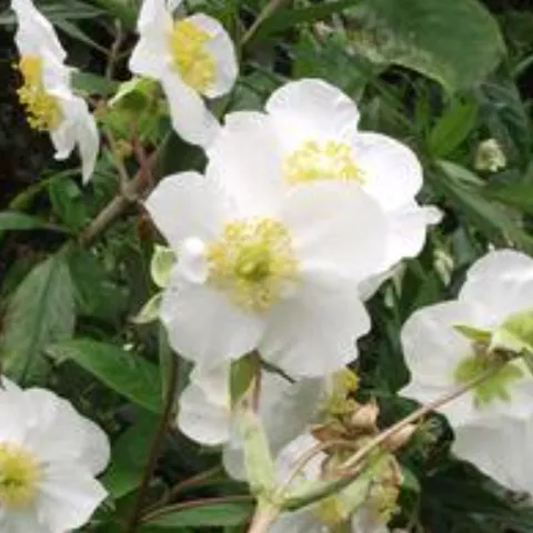 white and yellow flowers on the Carpenteria californica or Bush Anenome