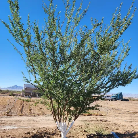 Picture of a Guamuchil tree
