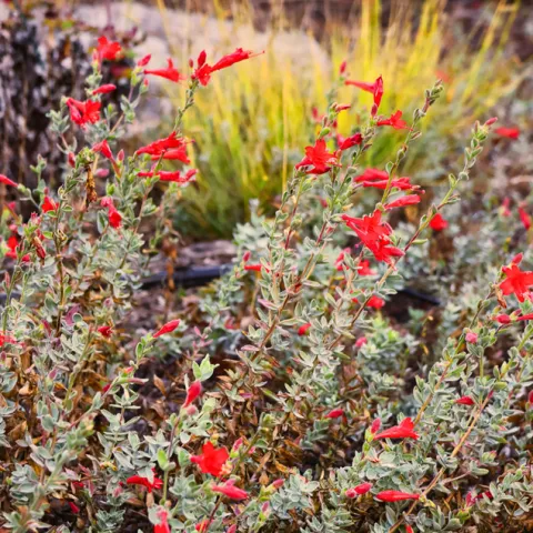 California Native Shrub in flower 