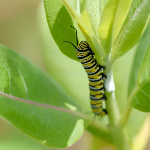 Caterpillar on a native plant