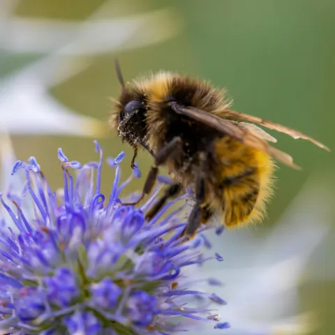 Bee hovering over a plant bloom