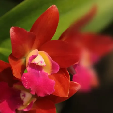 Deep red orchid flower