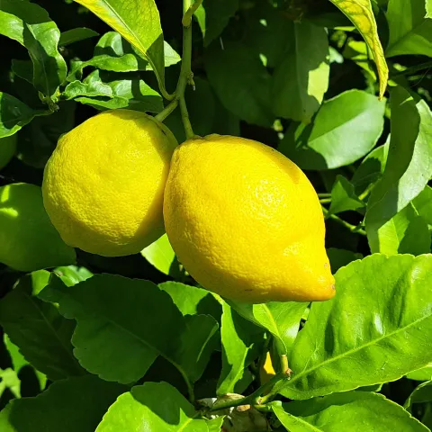 Up close of two lemons hanging in a tree surrounded by green leaves. Photo by Petr Kosina