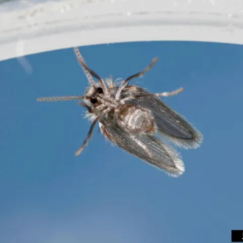Drain fly with grey fringed wings shown from below on a blue background.